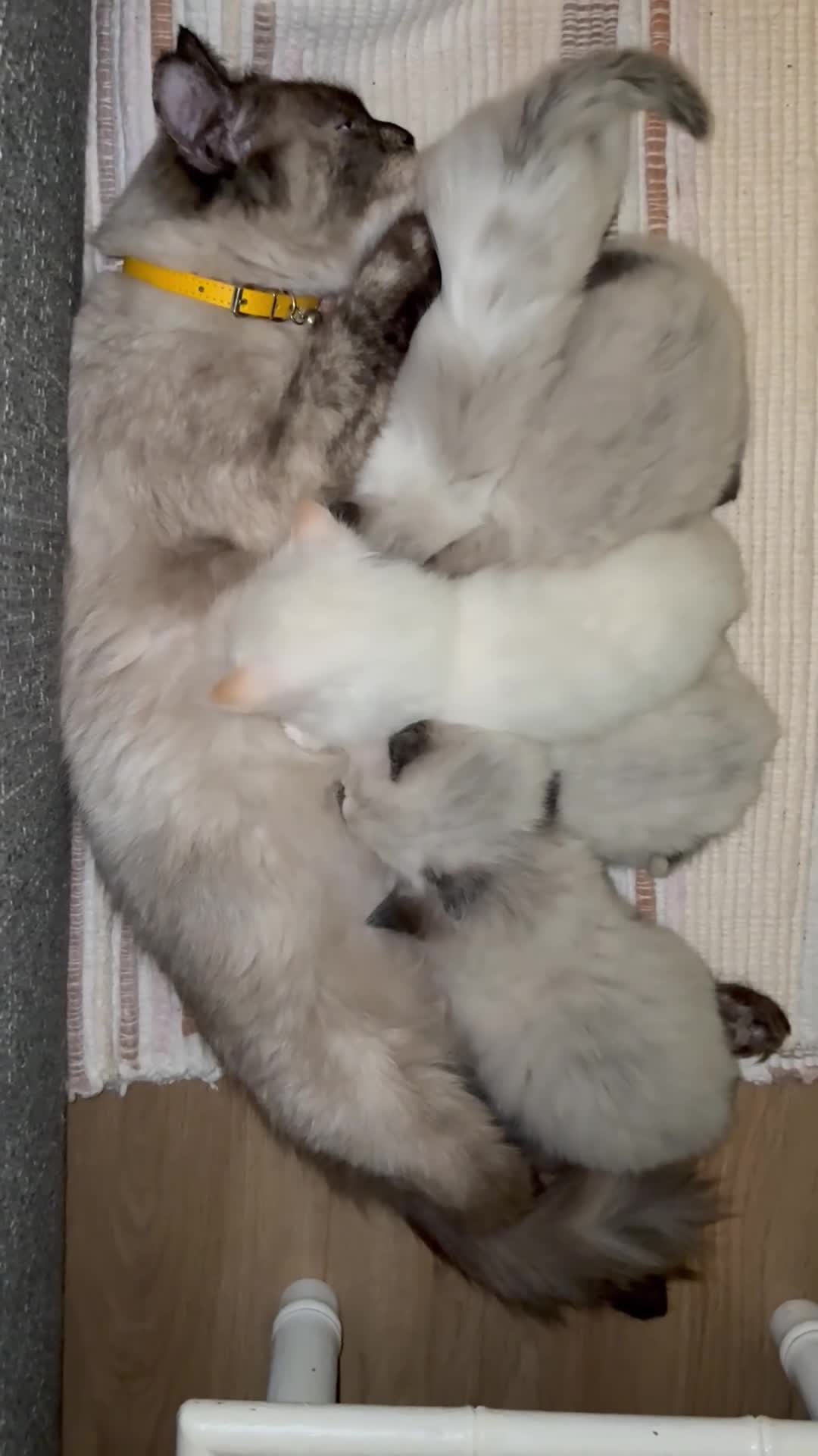 British Shorthair cats for sale: Siamese cross Radoll , kittens FEMALE MALE - Video 1