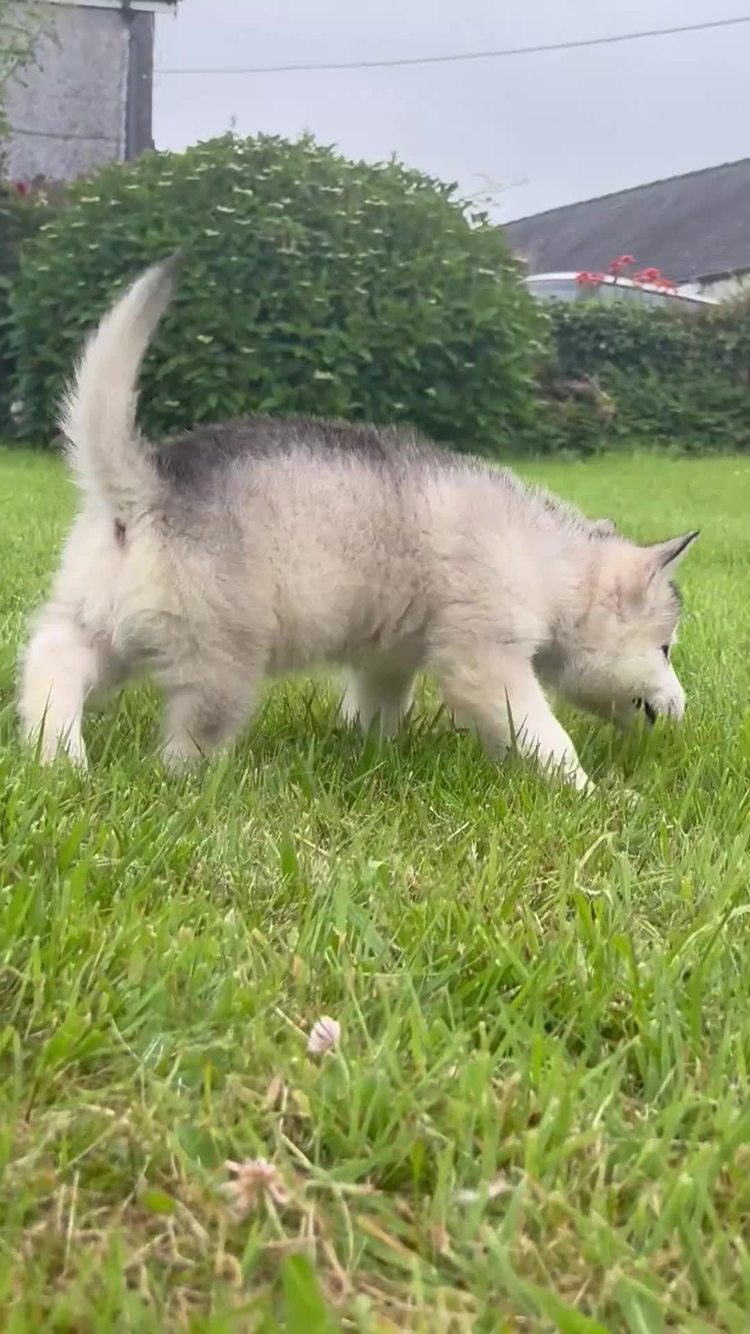 Alaskan Malamute dogs for sale: K.C Registered Quality Alaskan Malamute Puppies - Video 1