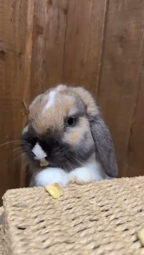 Mini Lop rabbits for sale: Super Friendly Broken Smoke Pearl Mini Lop Buck - Video 4