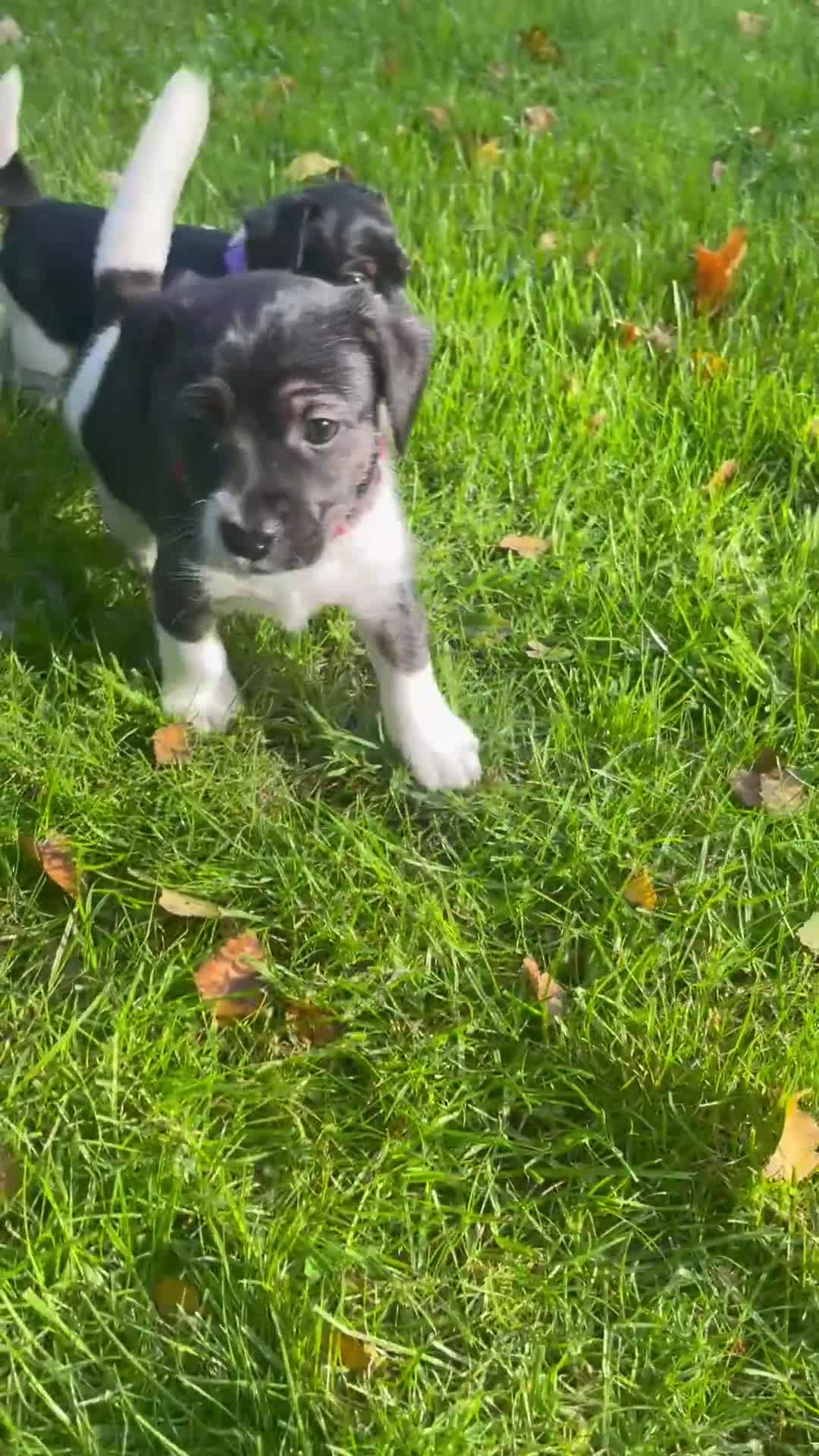 Jack Russell dogs for sale: Stunning Jack Russell puppies - Video 2