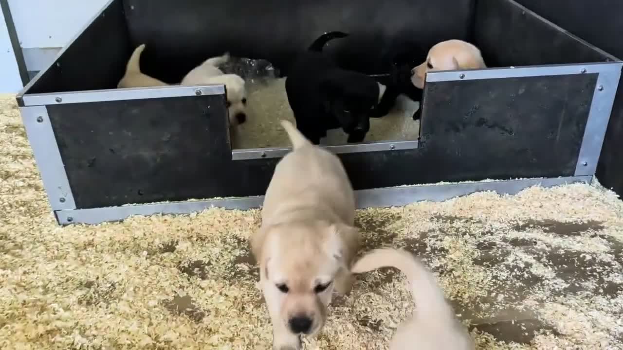 Labrador Retriever dogs for sale: Beautiful show bred family pets  - Video 1