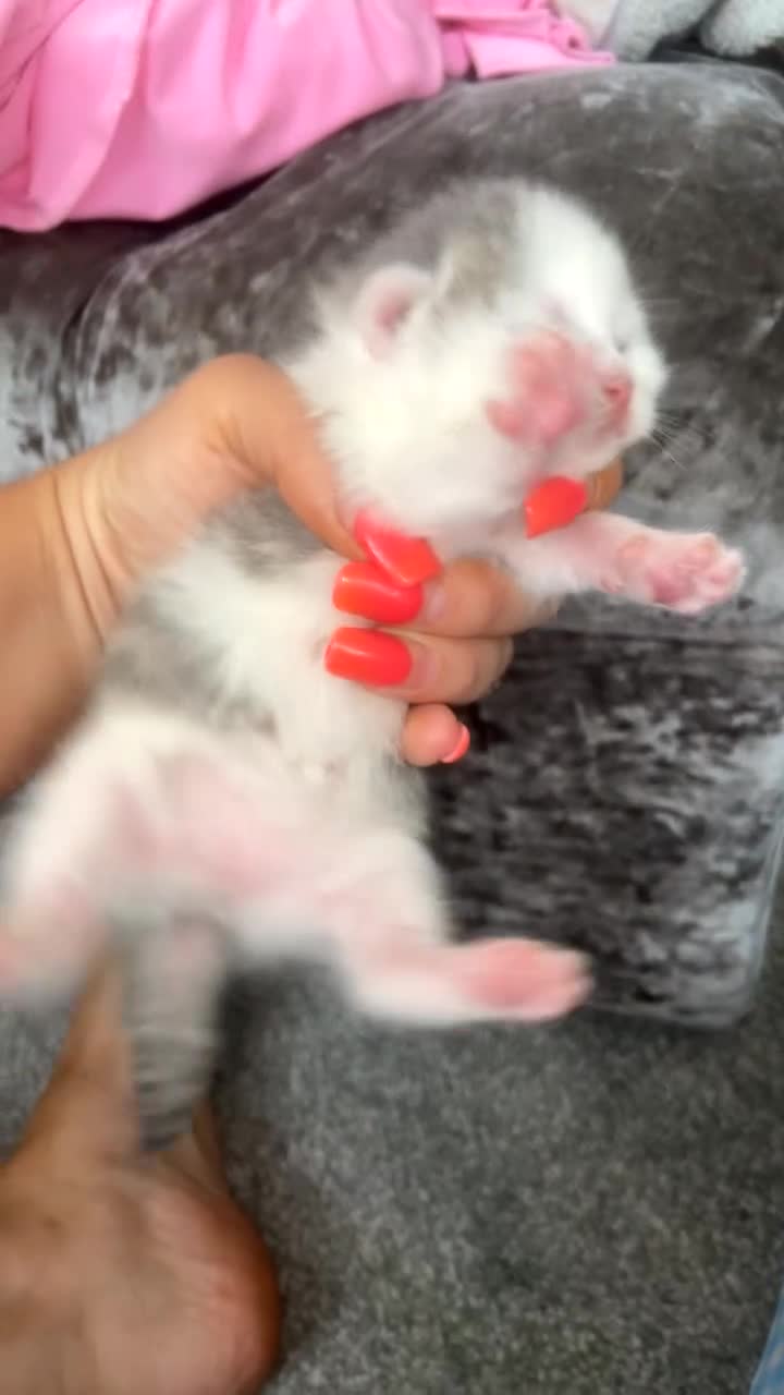 Mixed Breed cats for sale: 6 x stunning unique silver British shorthair tabs in Birmingham - Video 4