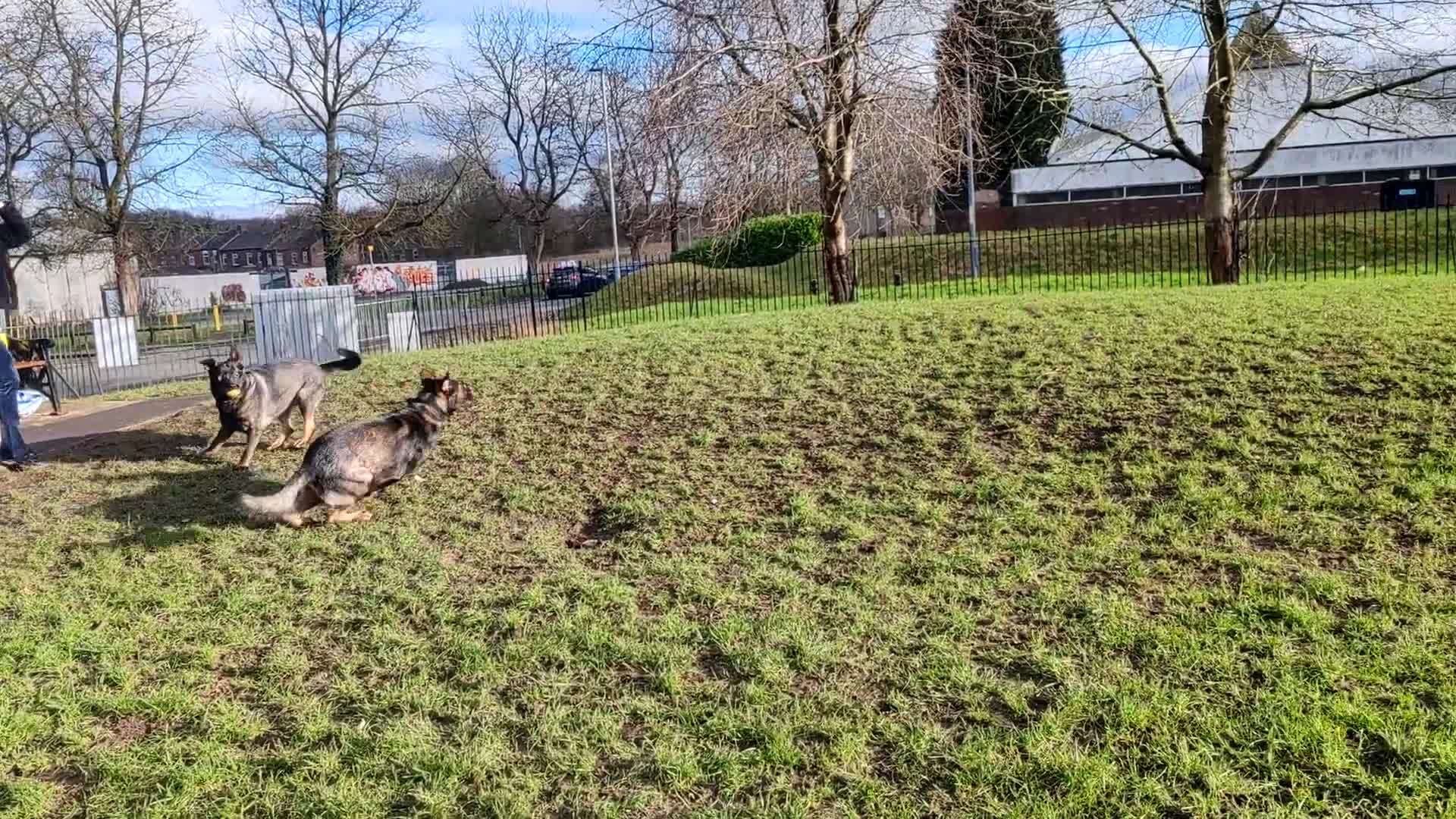 German Shepherd dogs for stud: KENSESQUI SIMBA (Simba) - Video 3