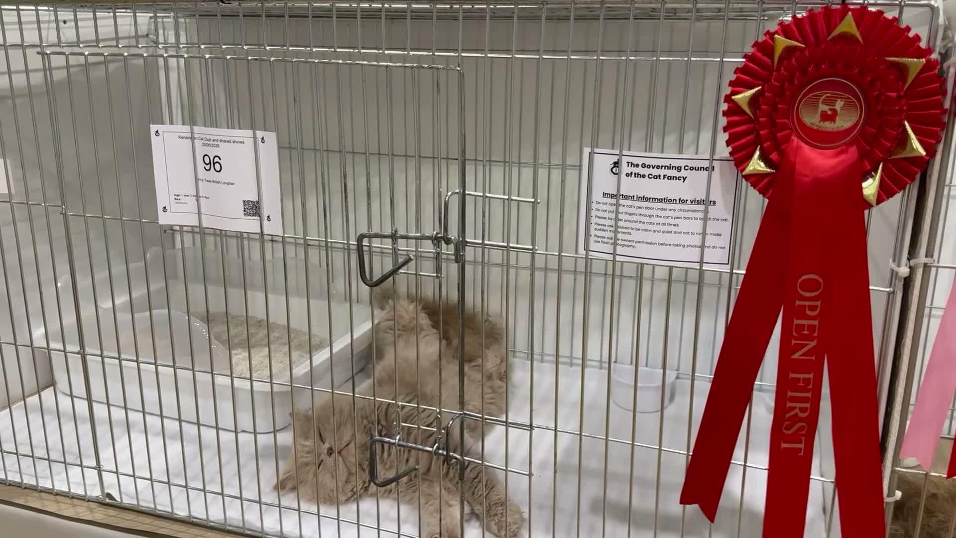 British Longhair cats for sale: Champion Bloodlined Stud Boy‼️ - Video 3