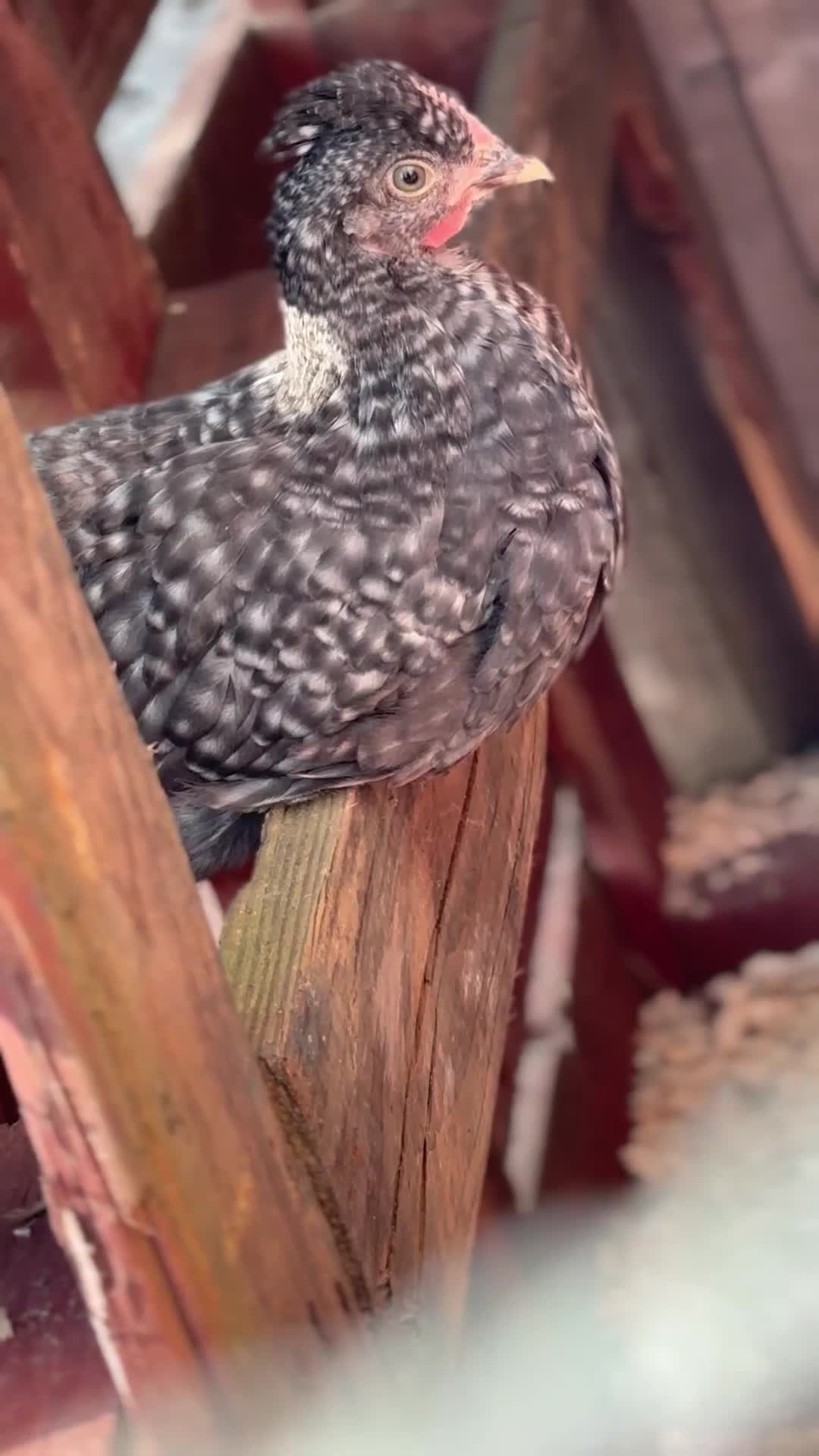 Chickens poultry for sale: Cuckoo maran rooster,Lucky in Yeovil - Video 1