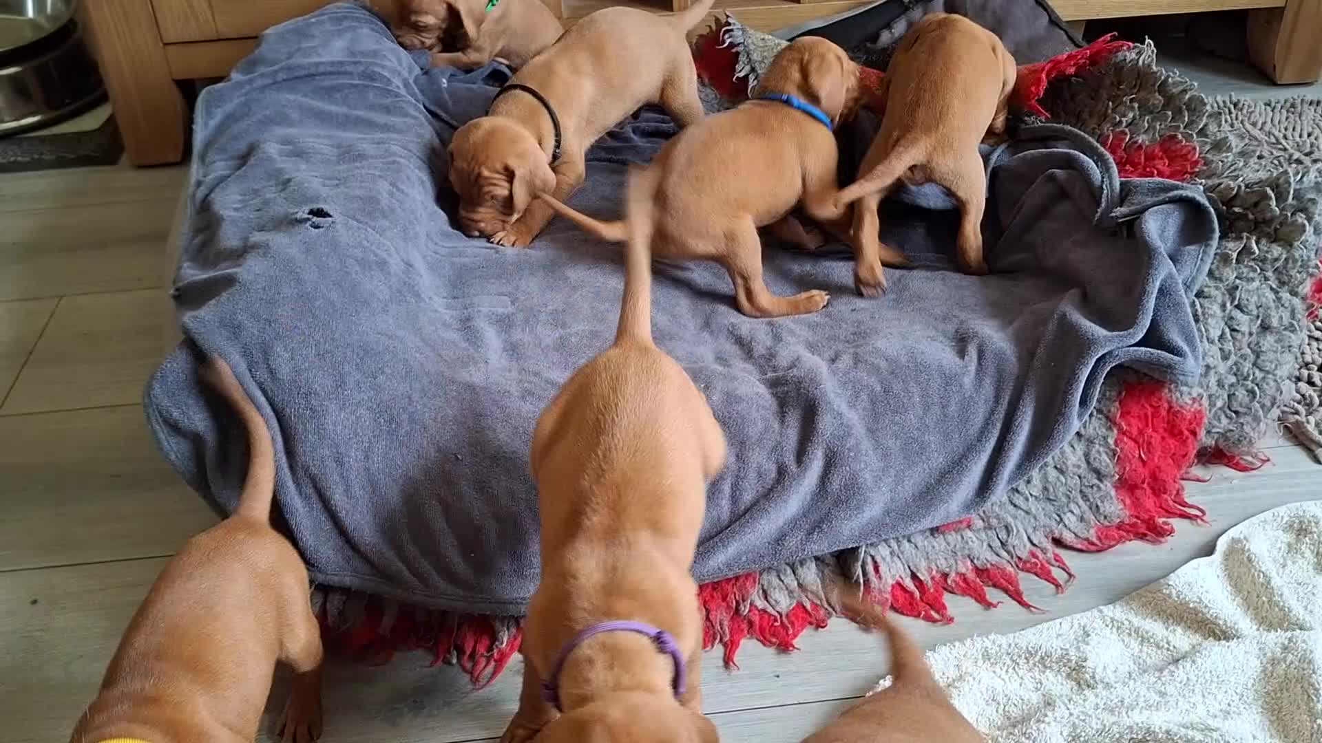 Hungarian Vizsla dogs for sale: Hungarian Vizsla puppies 2 boys and 6 girls. - Video 1