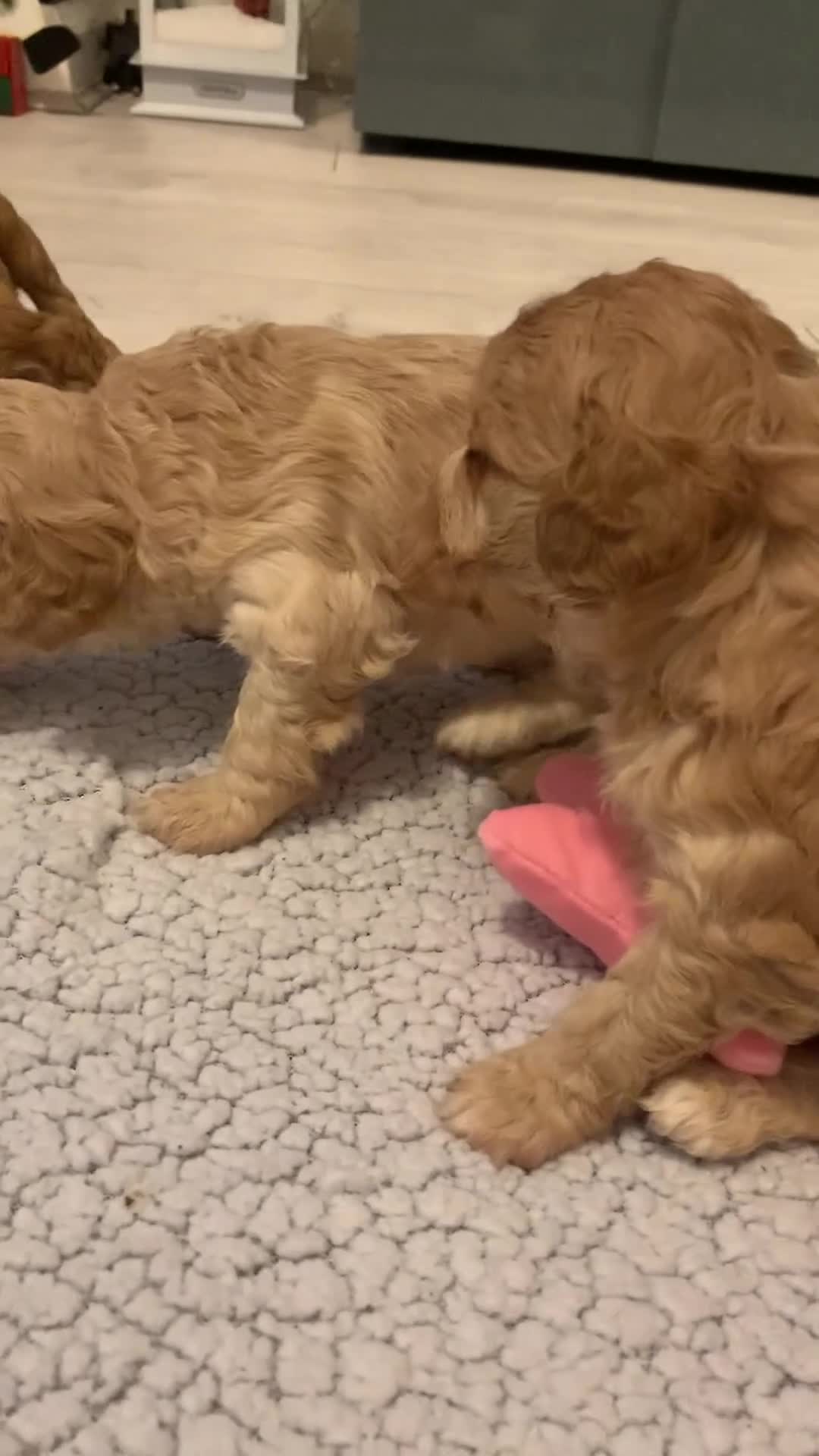 Cockapoo dogs for sale: F1 show type Cockapoo. Health tested parents - Video 2