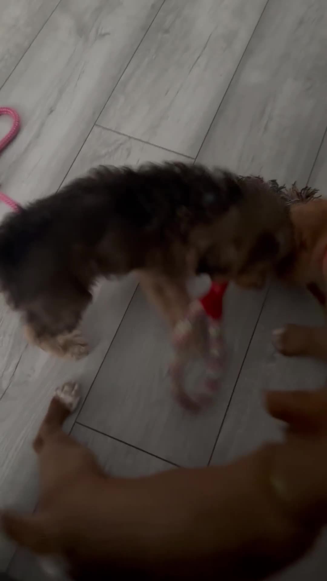 Cockapoo dogs for sale: 2 Beautiful Boy Cockapoo Puppies Left!! - Video 3