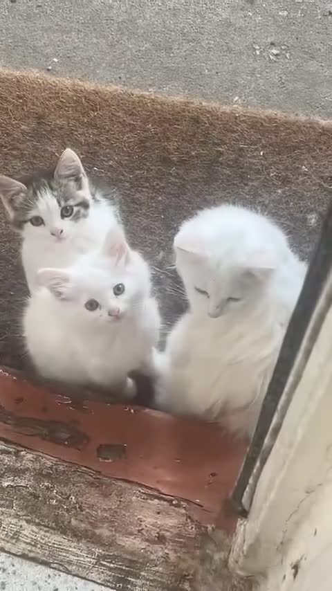 Mixed Breed cats for sale: FOR SALE!! cats and kittens x - Video 1