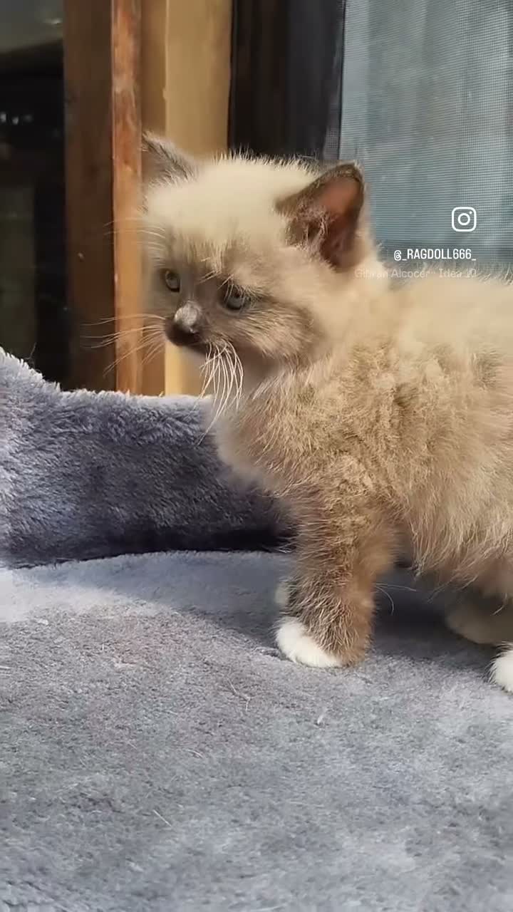 Ragdoll cats for sale: Purebred Ragdoll Kittens  - Video 2
