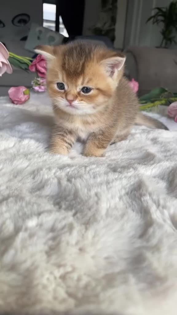 British Shorthair cats for sale: Exceptional British Shorthair Kittens  - Video 3