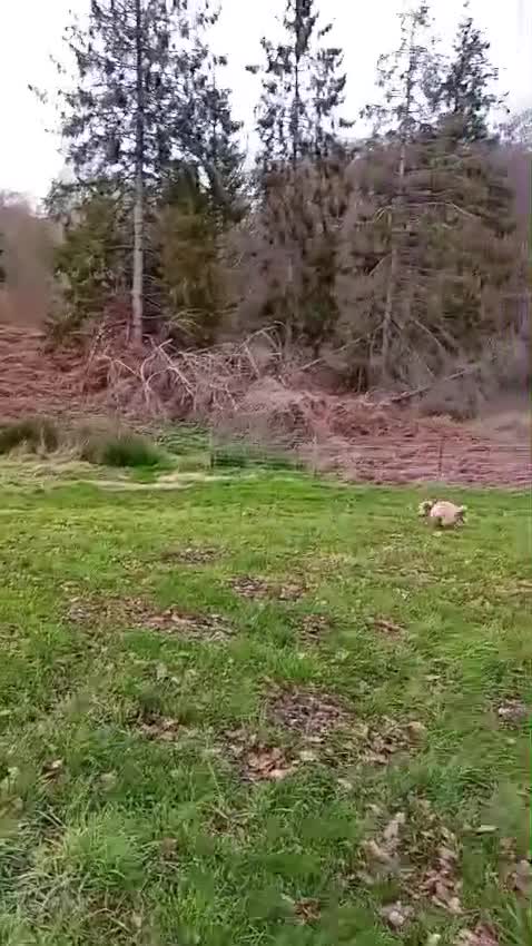 Cavapoo dogs for sale: Rupert - Video 1