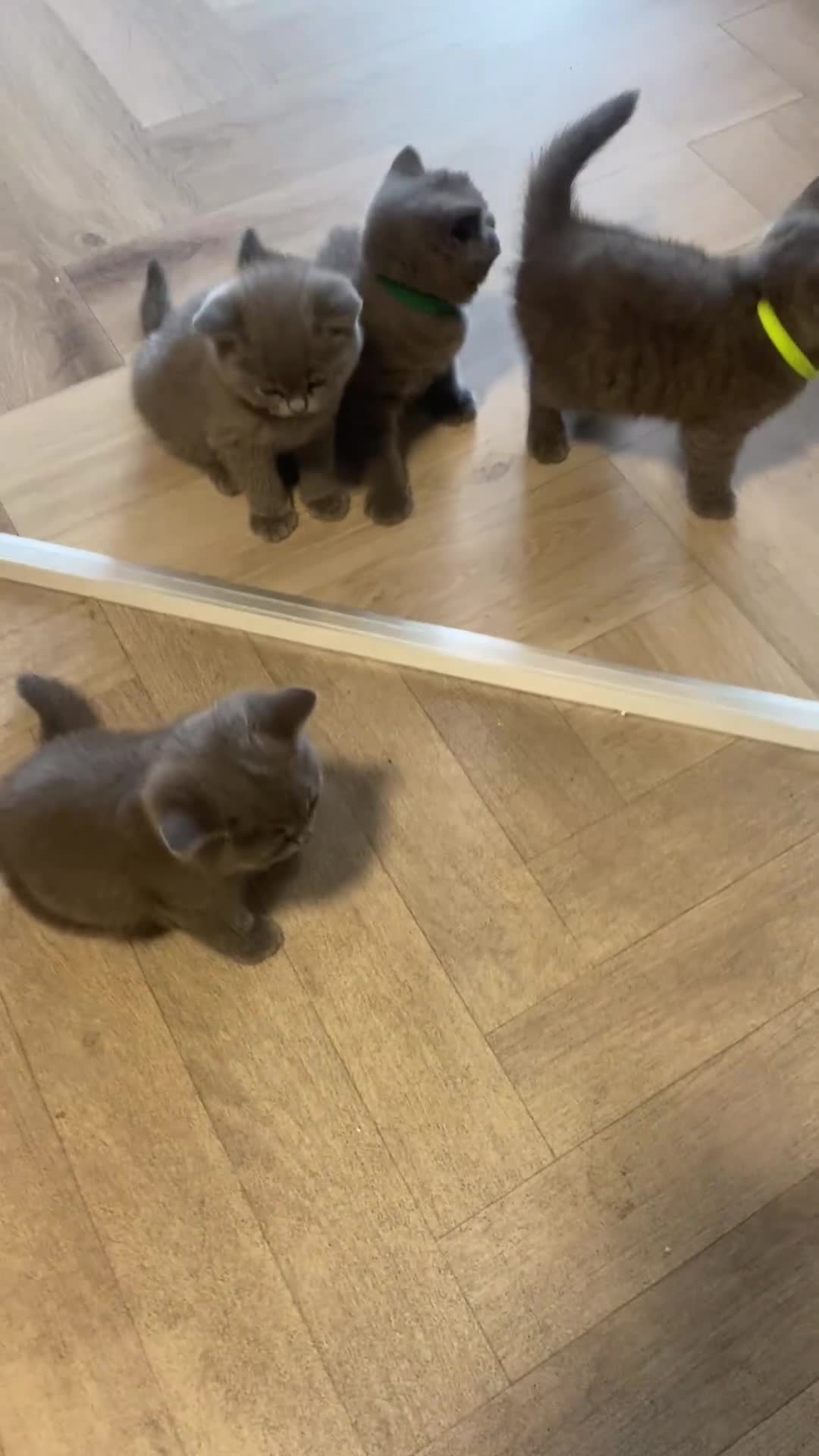 British Shorthair cats for sale: X-4 Gorgeous British-Shorthair Kittens  - Video 1