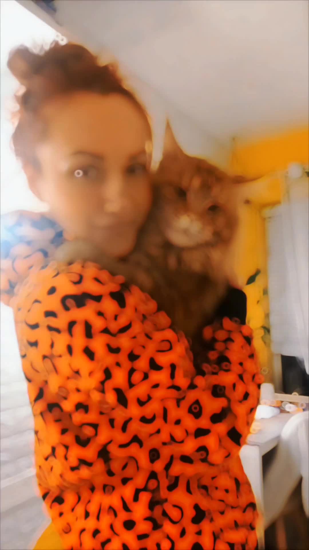 Maine Coon cats for stud: 🐾👑 XXL Vito — 12kg of Maine Coon Majesty 👑🐾 - Video 3