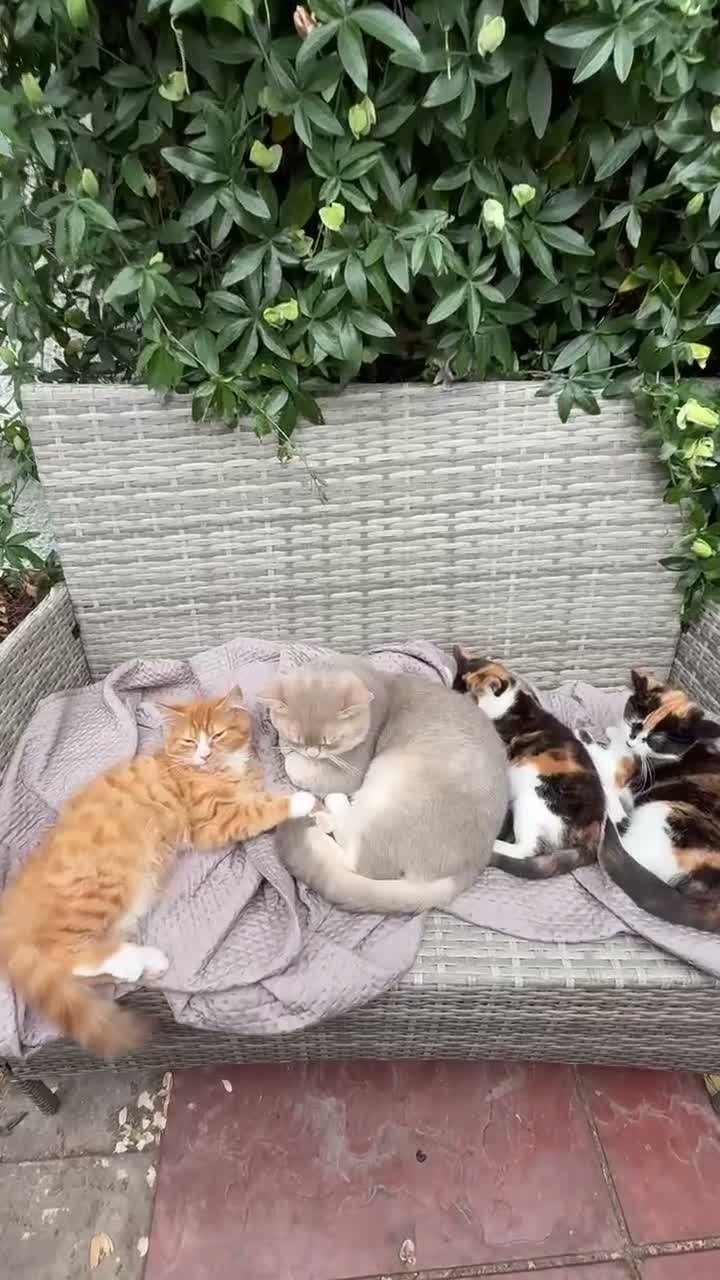 Mixed Breed cats for sale: Adorable kittens looking for their forever homes! - Video 1