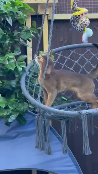 Abyssinian cats for stud: Champion line Aby boy for stud in Romford - Video 2