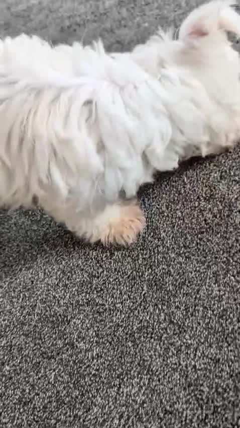 Maltese dogs for sale: Sad sale due to allergy  in Swindon - Video 1