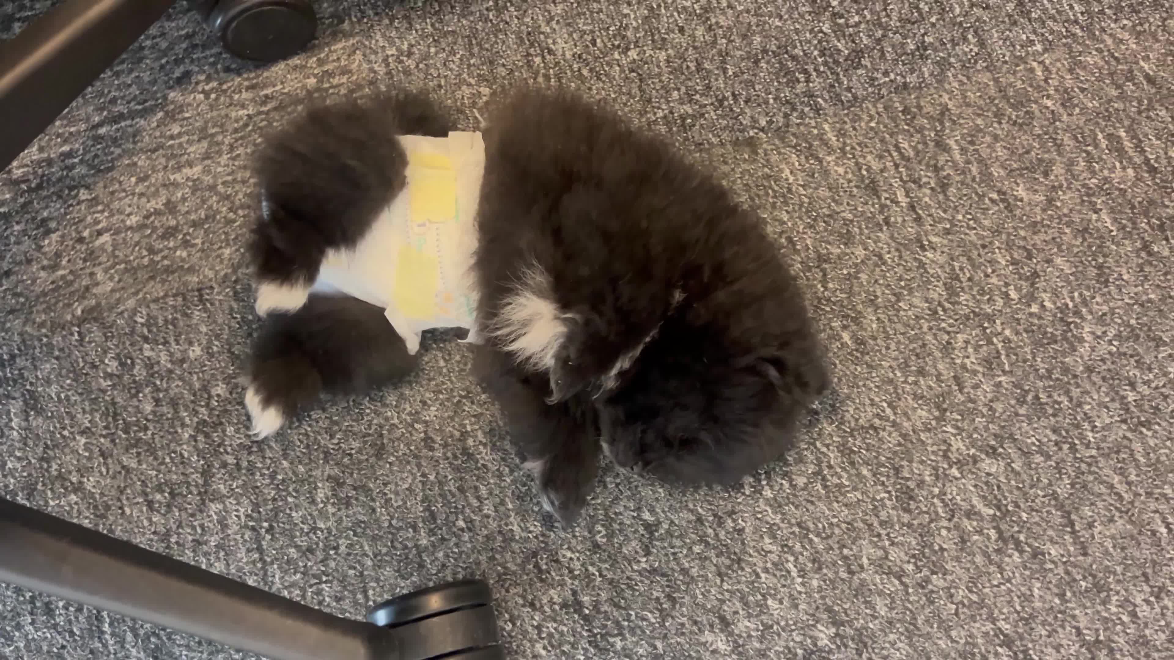 Pomeranian dogs for sale: 4 lovely Pomeranian Puppies for sale AVAILABLE NOW - Video 1
