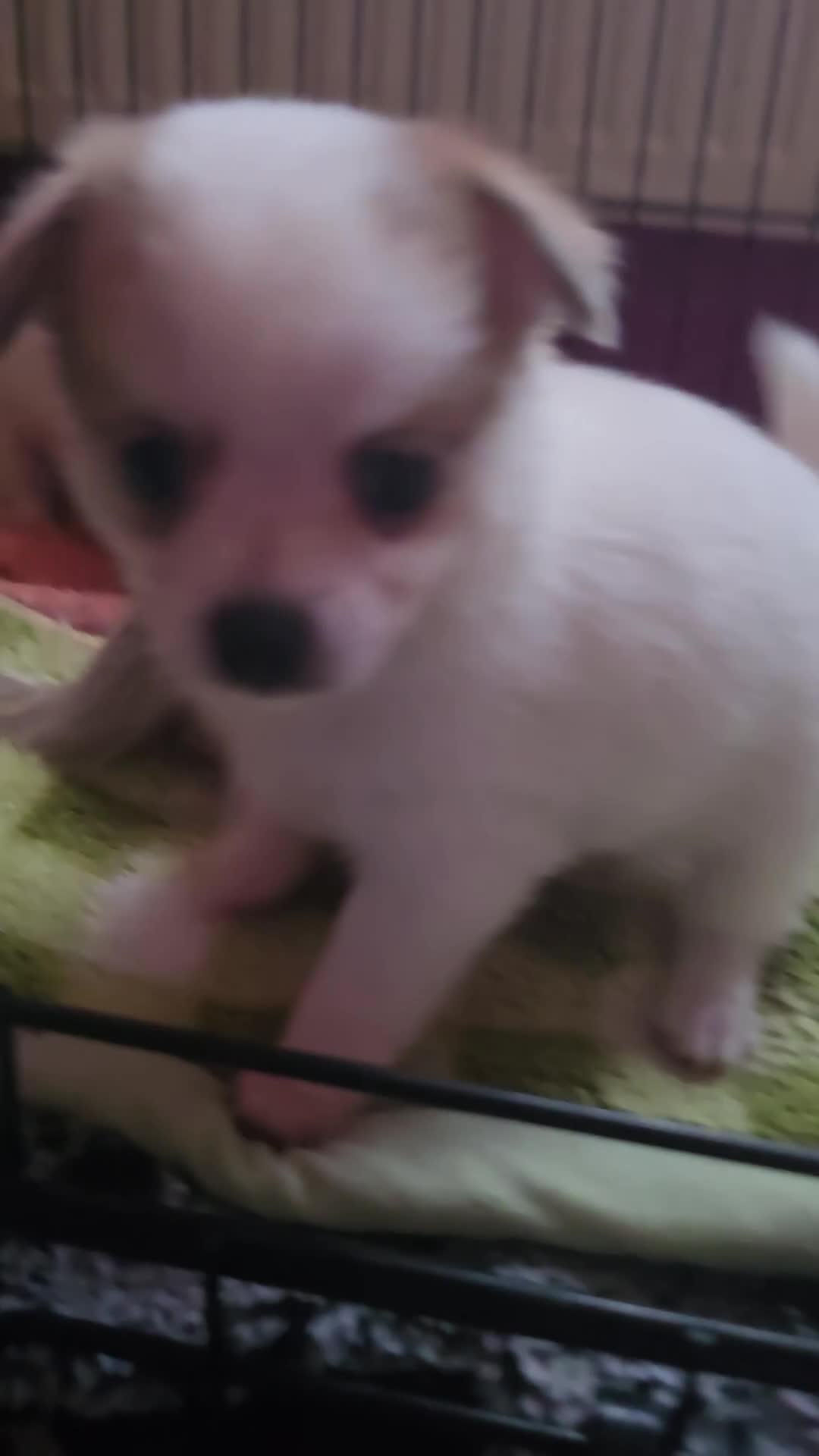 Pomchi dogs for sale: Beautiful Pomchi Puppy's ❤️  - Video 4