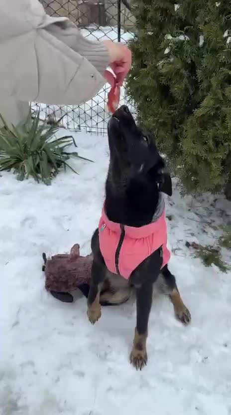 Mixed Breed dogs for adoption: ❤️ADELE❤️11-month lower-medium soft natured girl - Video 3