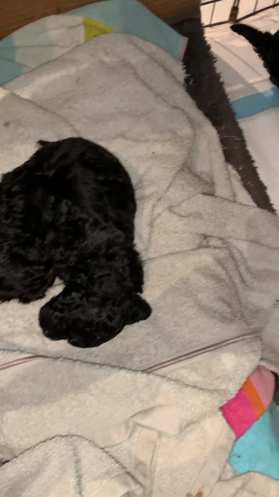 Toy Poodle dogs for sale: Asian Toy Poodle Puppies for Loving Homes ❤️🐶 - Video 1