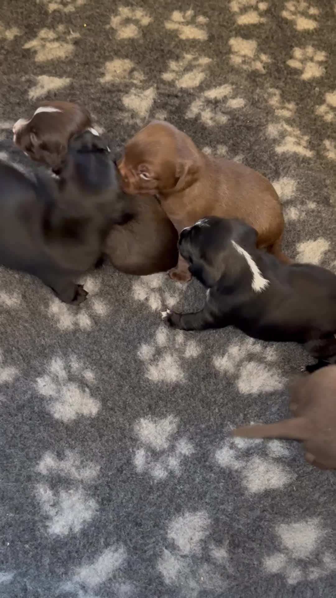 Mixed Breed dogs for sale: Frocks  - Video 1