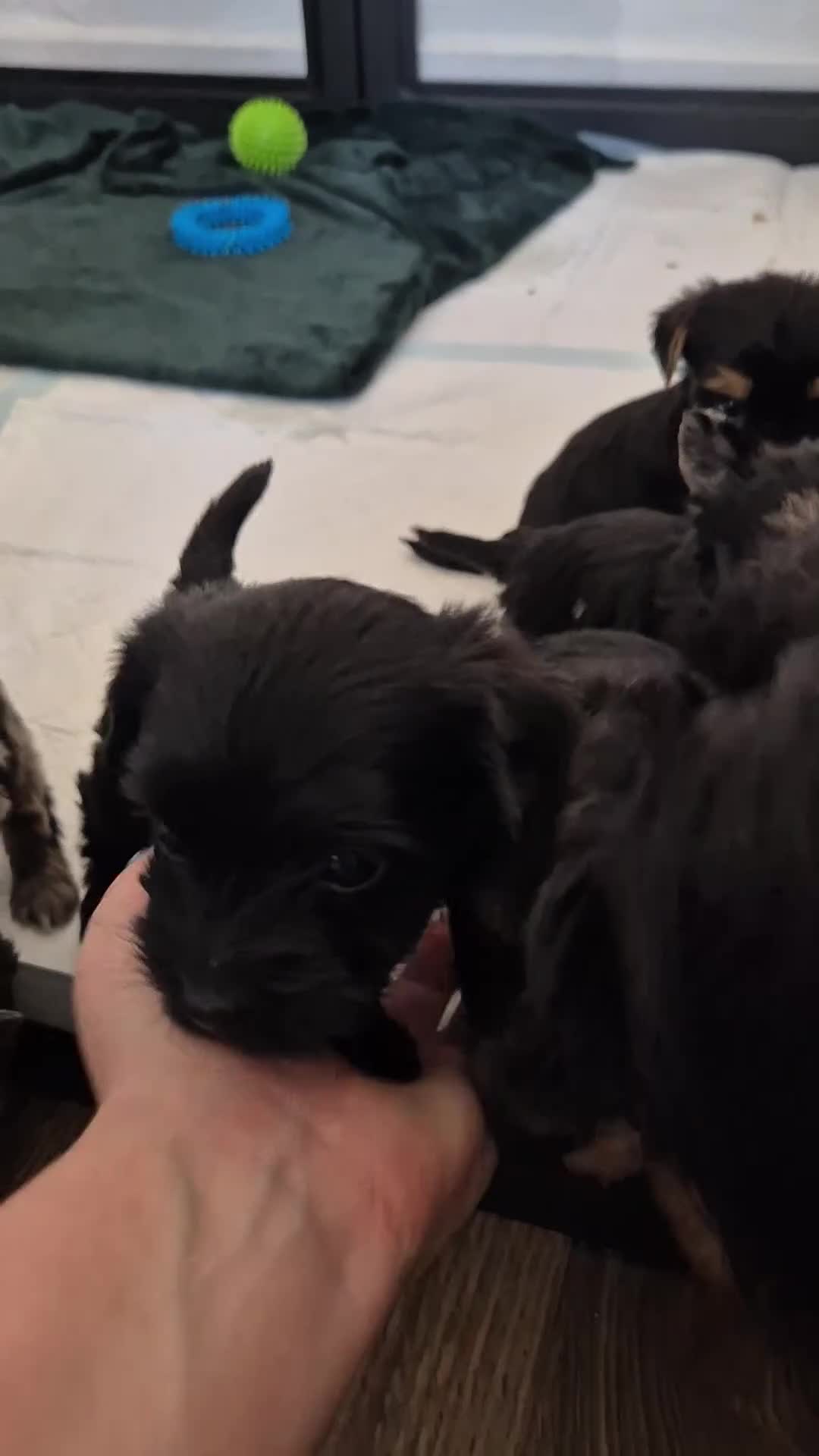 Yorkshire Terrier dogs for sale: Gorgeous Lilliputian Yorkies available  - Video 3