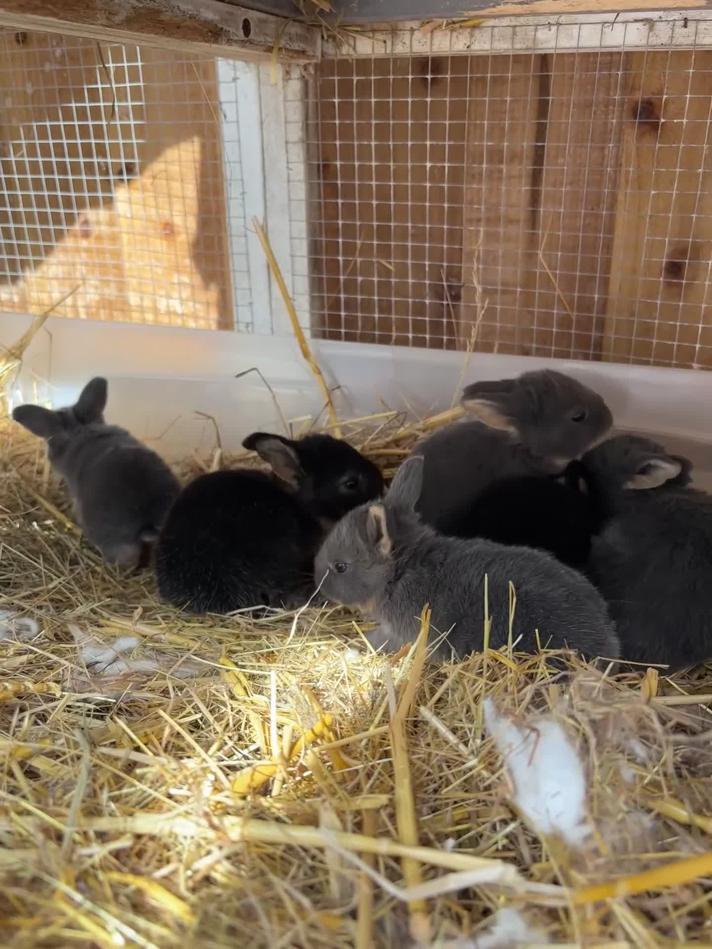Mixed Breed rabbits for sale: Baby rabbits  in Clacton-on-Sea - Video 1