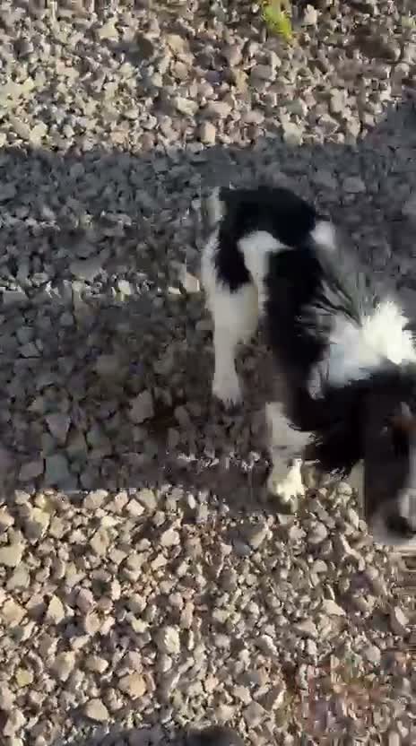 Sprocker dogs for sale: Sprocker 11 months  - Video 2