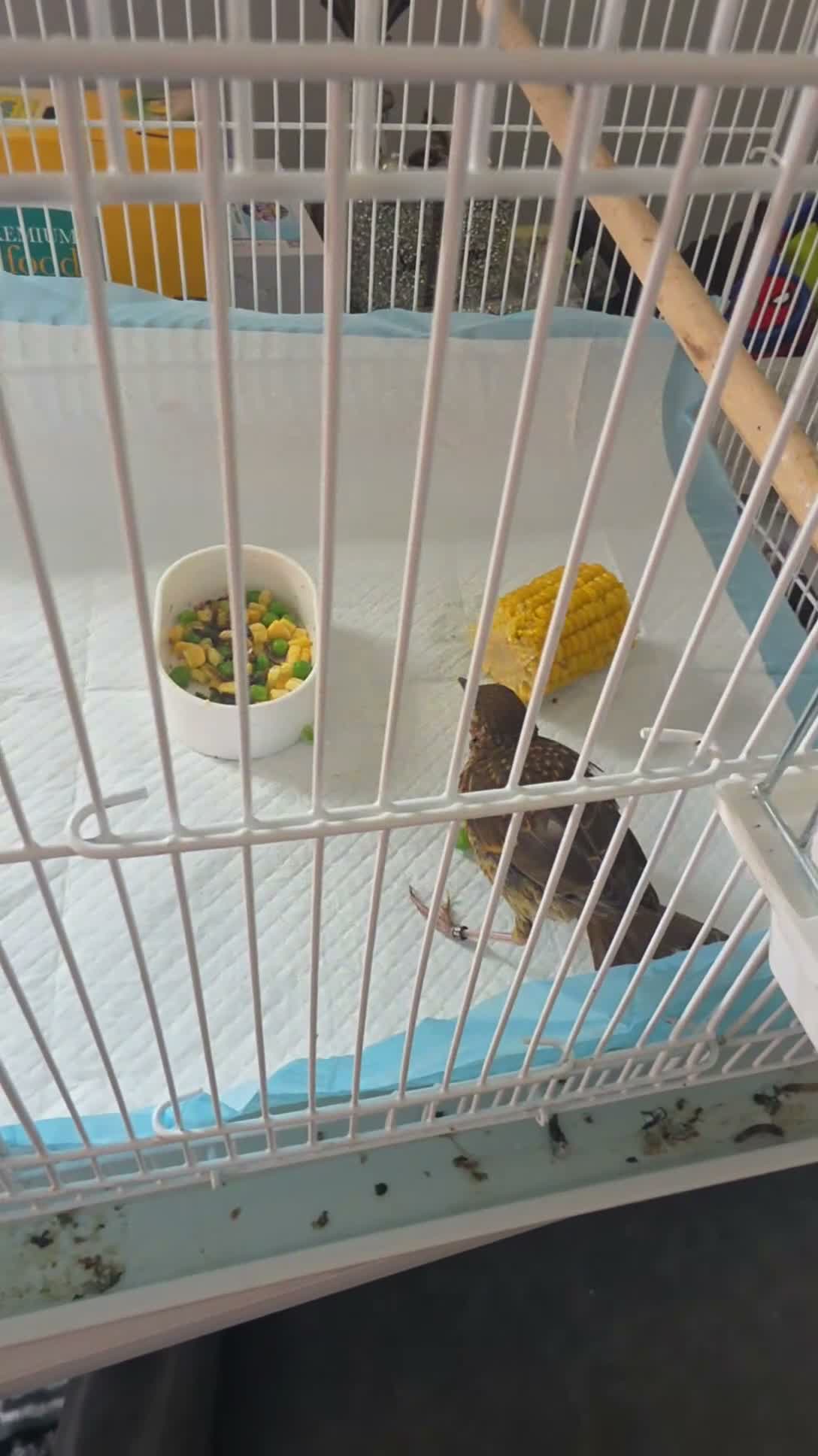 Softbills birds for sale: Hand reared tame song thrush in Waterlooville - Video 2