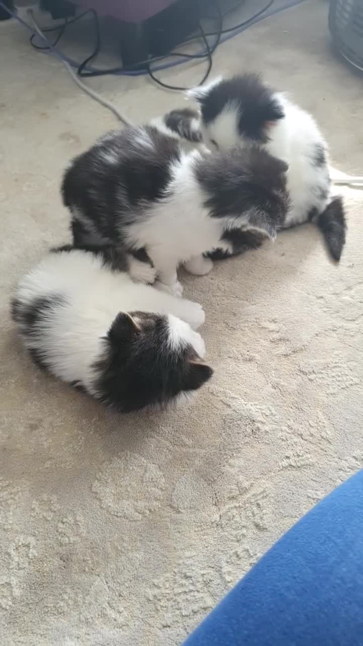 Persian cats for sale: Adorable Persian Kittens in Southend-on-Sea - Video 1