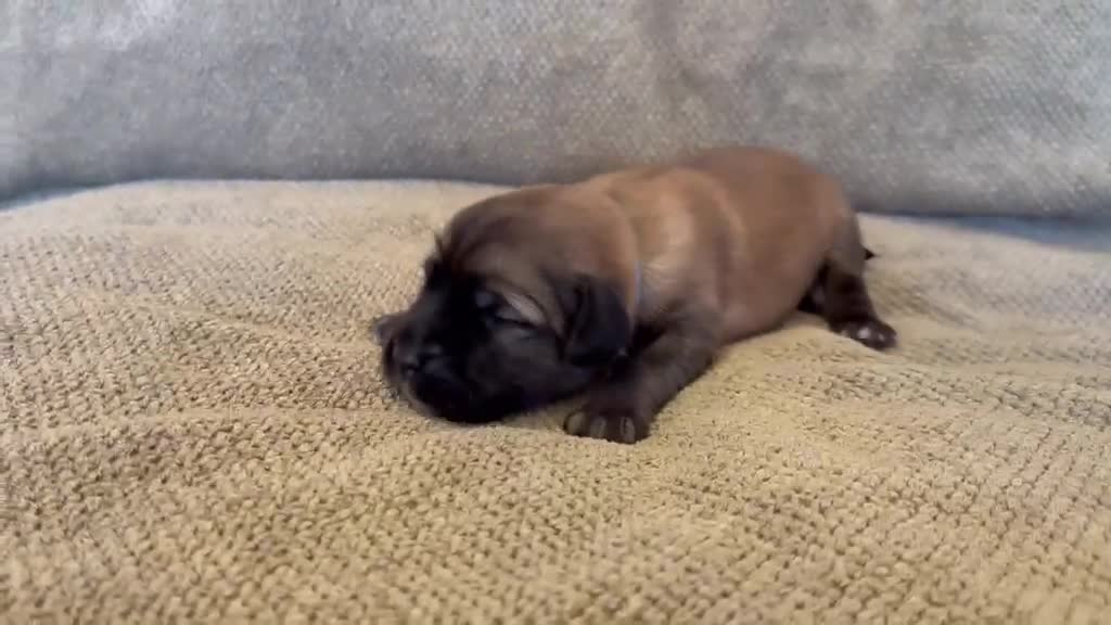 Mixed Breed dogs for sale: Tibetan Saint Puppies - 2nd Generation  - Video 4