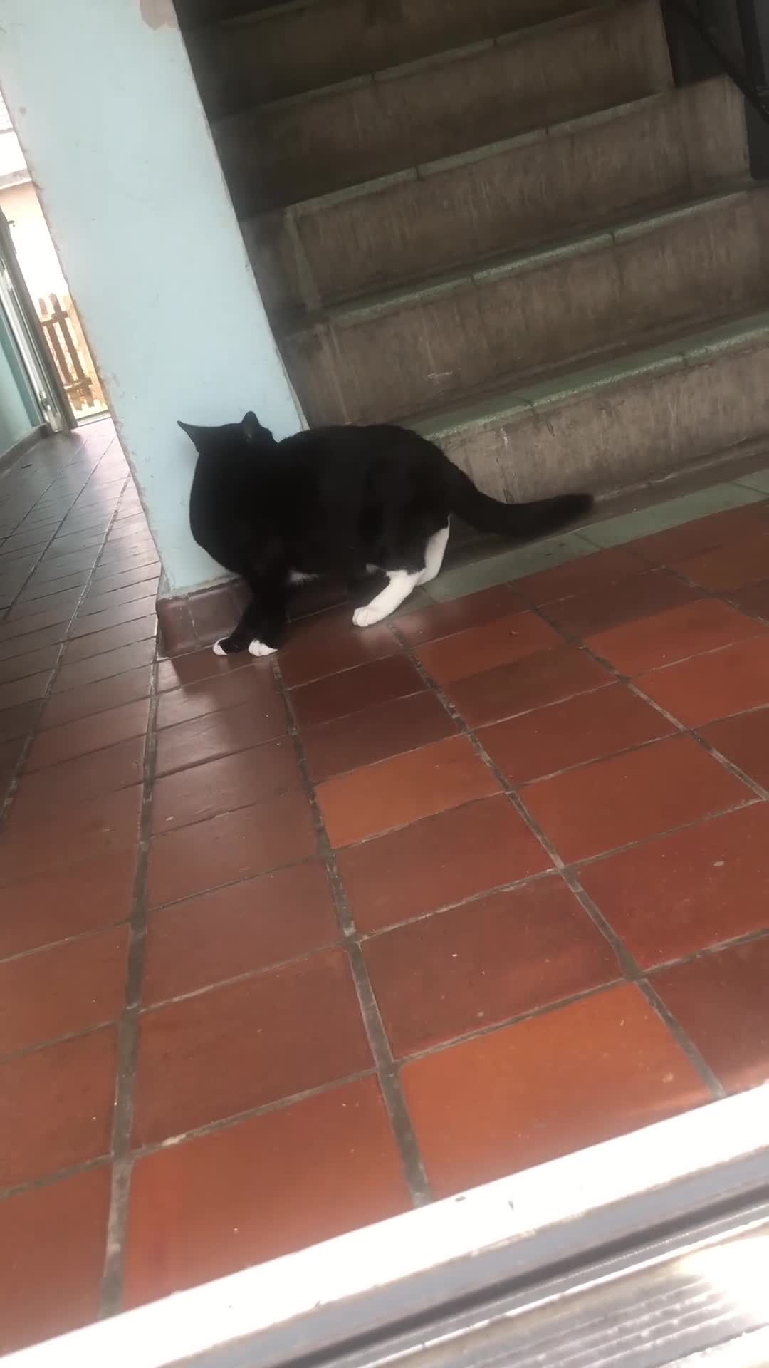 Mixed Breed cats for sale: Marshmallow in Margate - Video 1