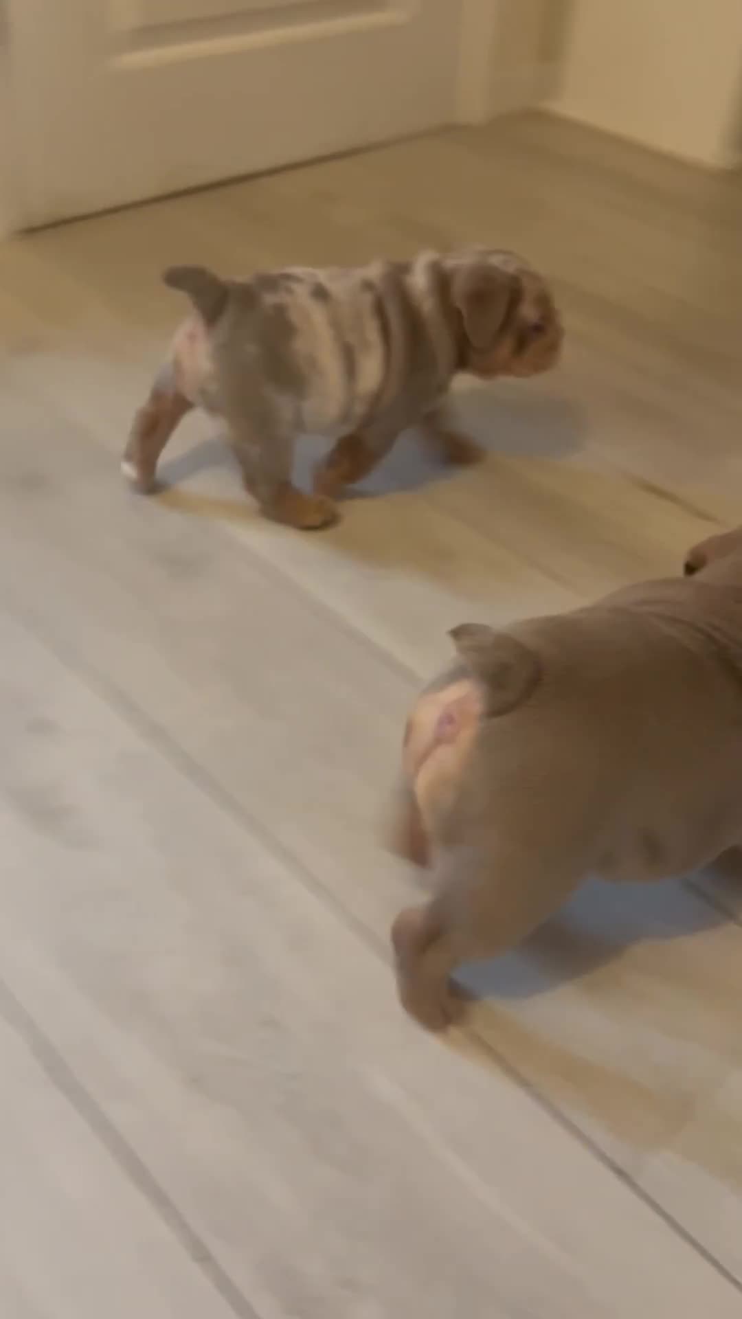 English Bulldog dogs for sale: Star Studded English Bulldogs - Video 2