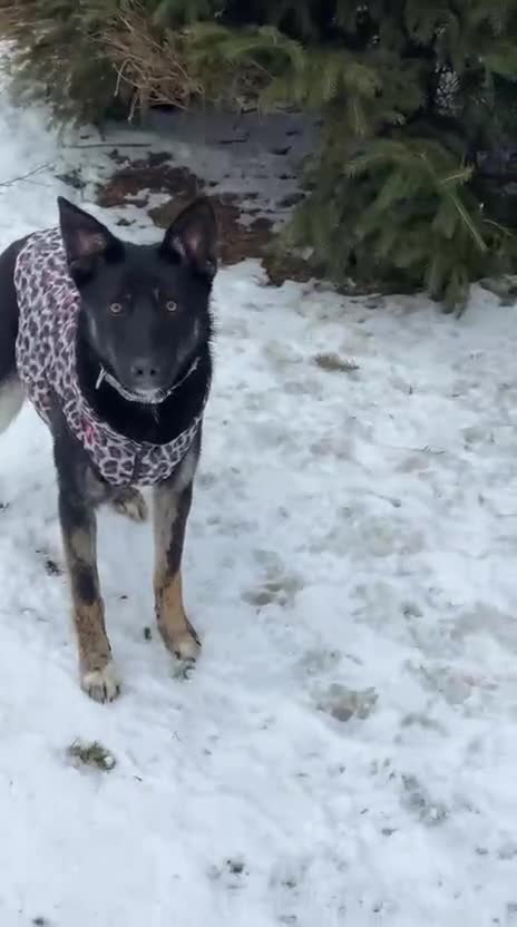 Mixed Breed dogs for adoption: ❤️MILLA❤️11 month, calm, thoughtful girl in Oxford - Video 2