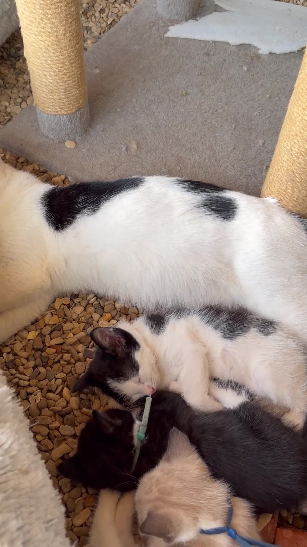Mixed Breed cats for sale: Rescue Cat and her 3 adorable kittens need homes. - Video 1