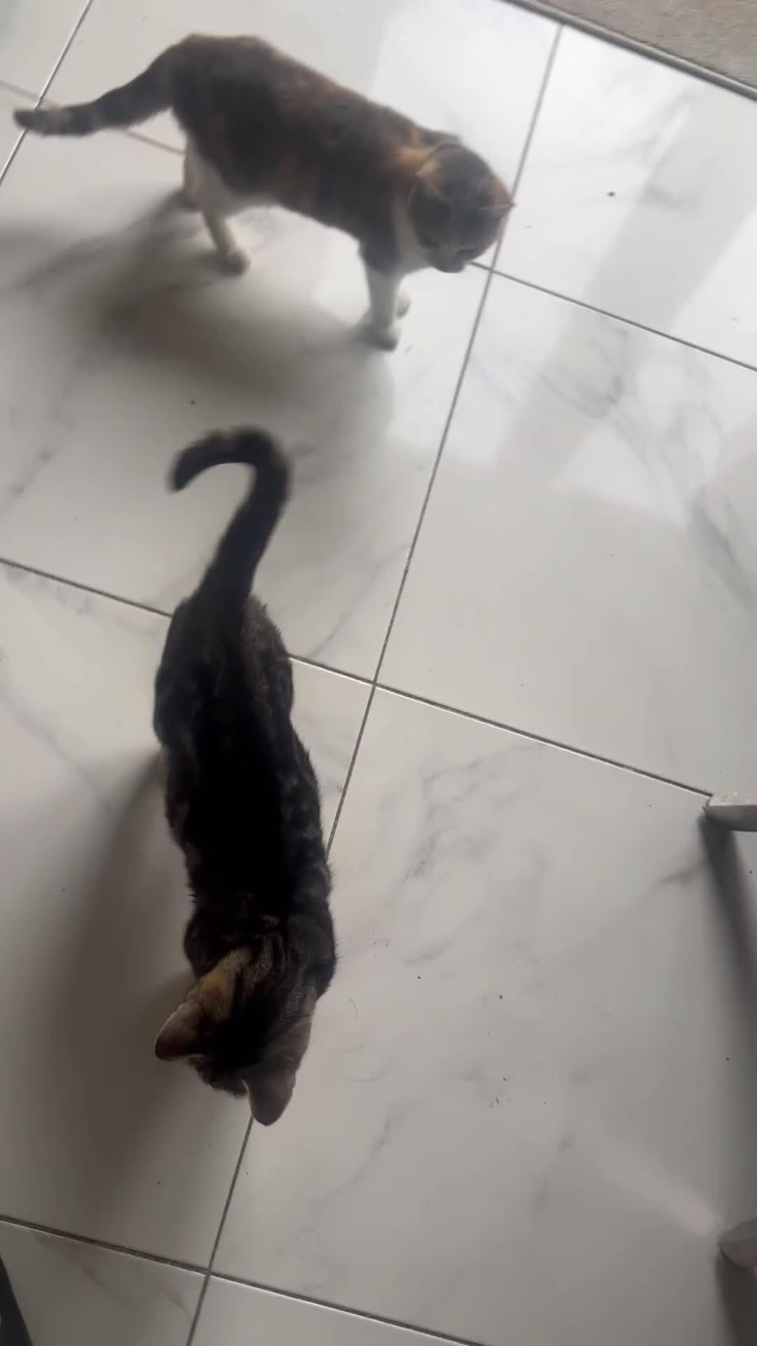 Mixed Breed cats for sale: Kittens for sale  - Video 1