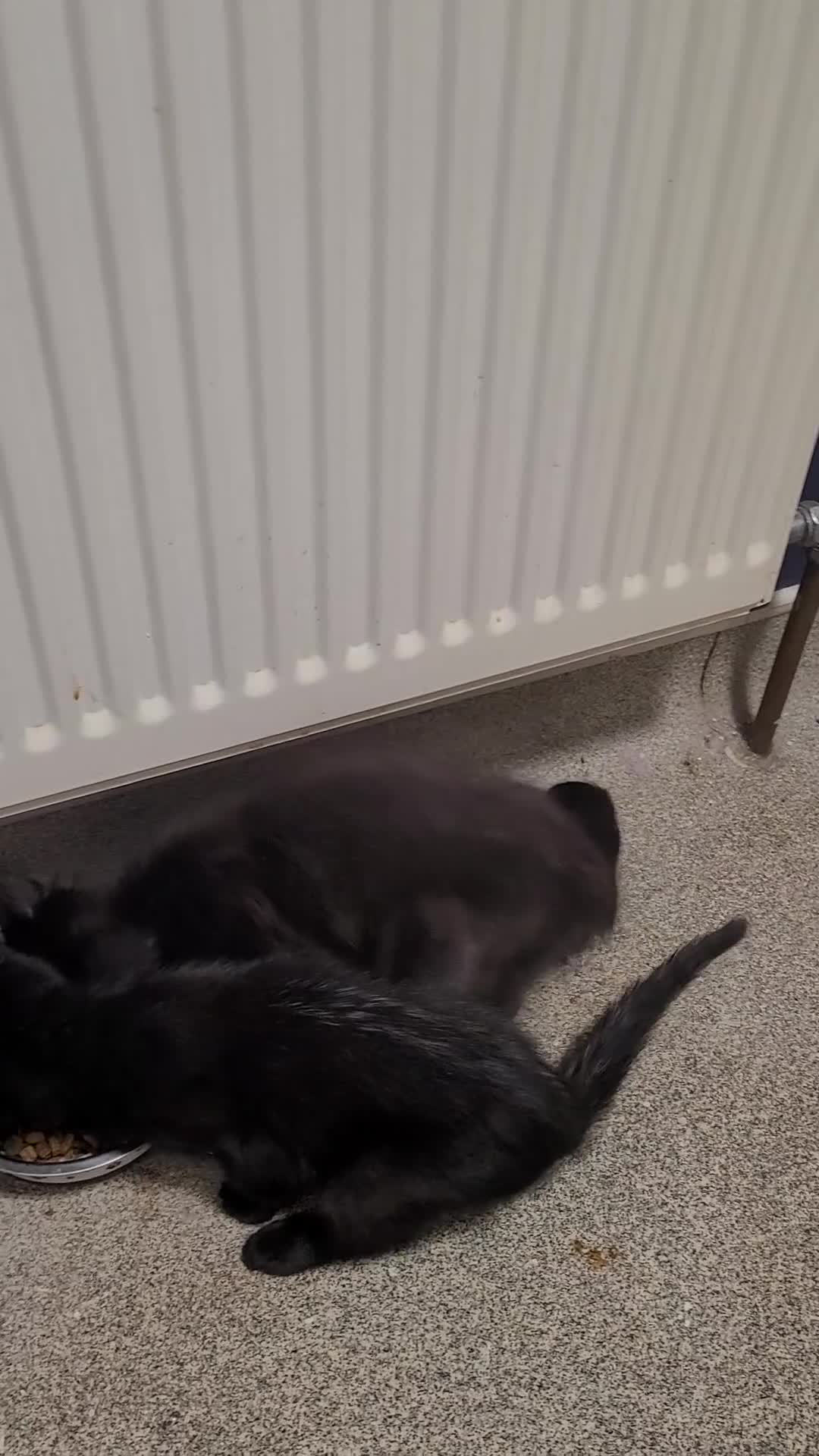 Mixed Breed cats for sale: 2 female kittens    - Video 1