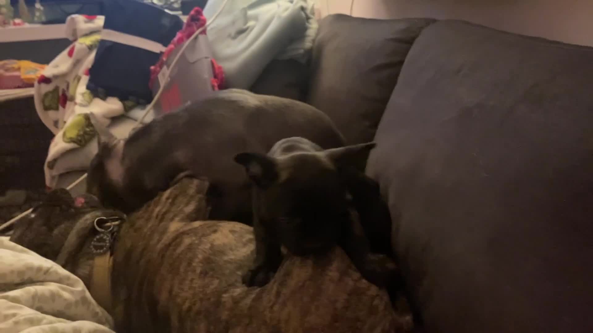 French Bulldog dogs for sale: Adorable male french bulldog pup ready now!!  - Video 1
