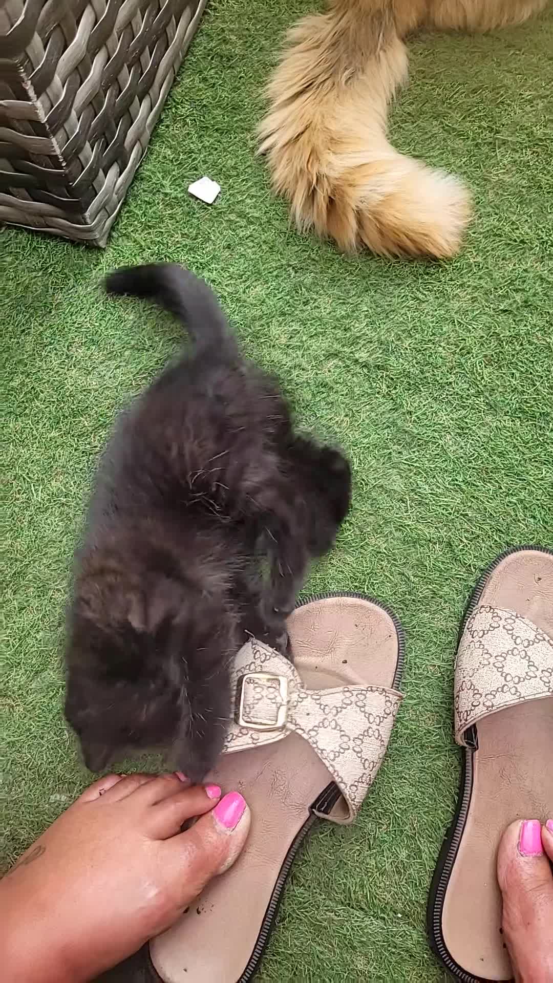 Mixed Breed cats for sale: British short hair mix breed (black) - Video 1
