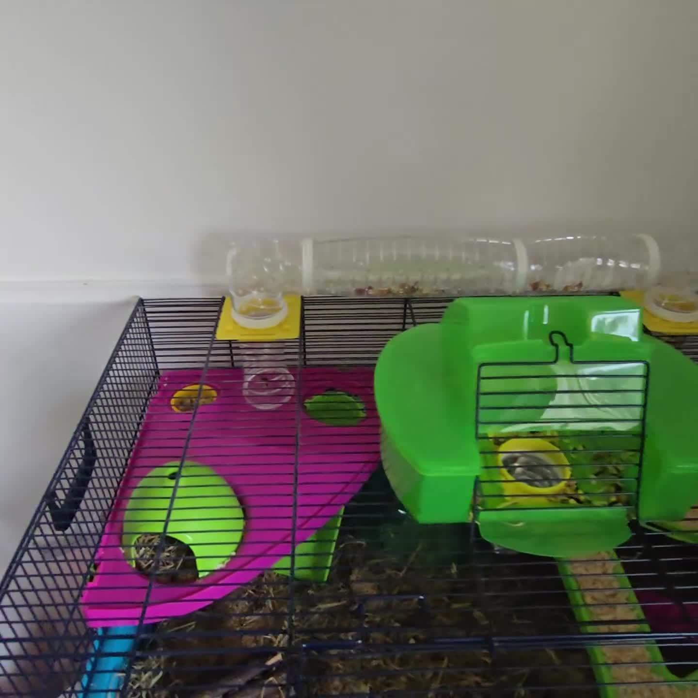 Hamster rodents for sale: Syrian Hamster - Video 1