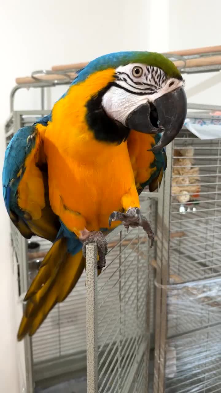 Macaws birds for sale: Beautiful blue and gold macaw Age 2  - Video 2