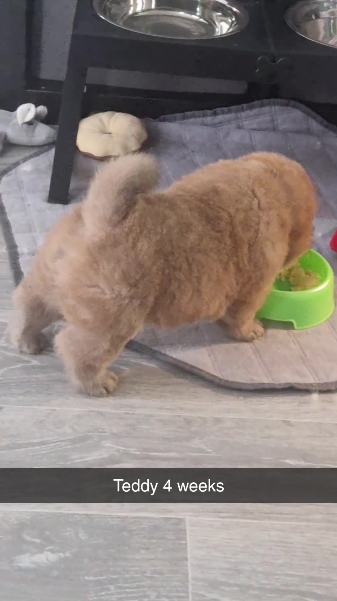 Chow Chow dogs for sale: Chow chow puppies - Video 3