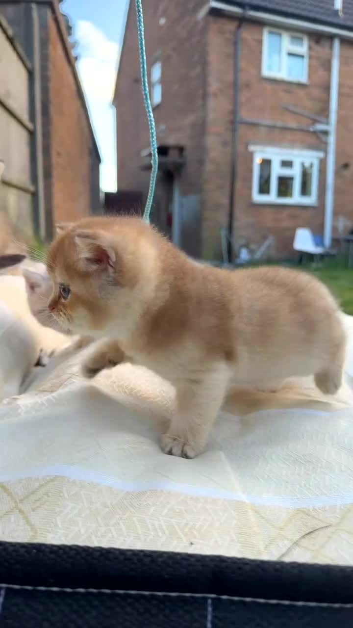 British Shorthair cats for sale: British Shorthair Cats - Video 1
