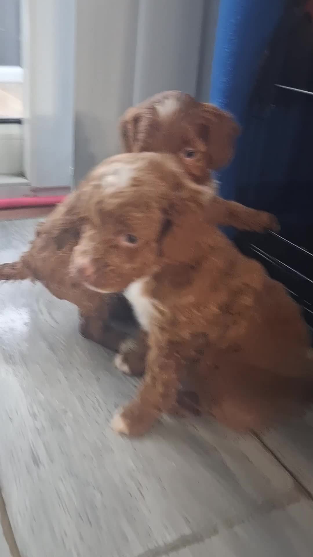 Cockapoo dogs for sale: ** BEAUTIFUL LITTER OF COCKAPOOS ** - Video 2