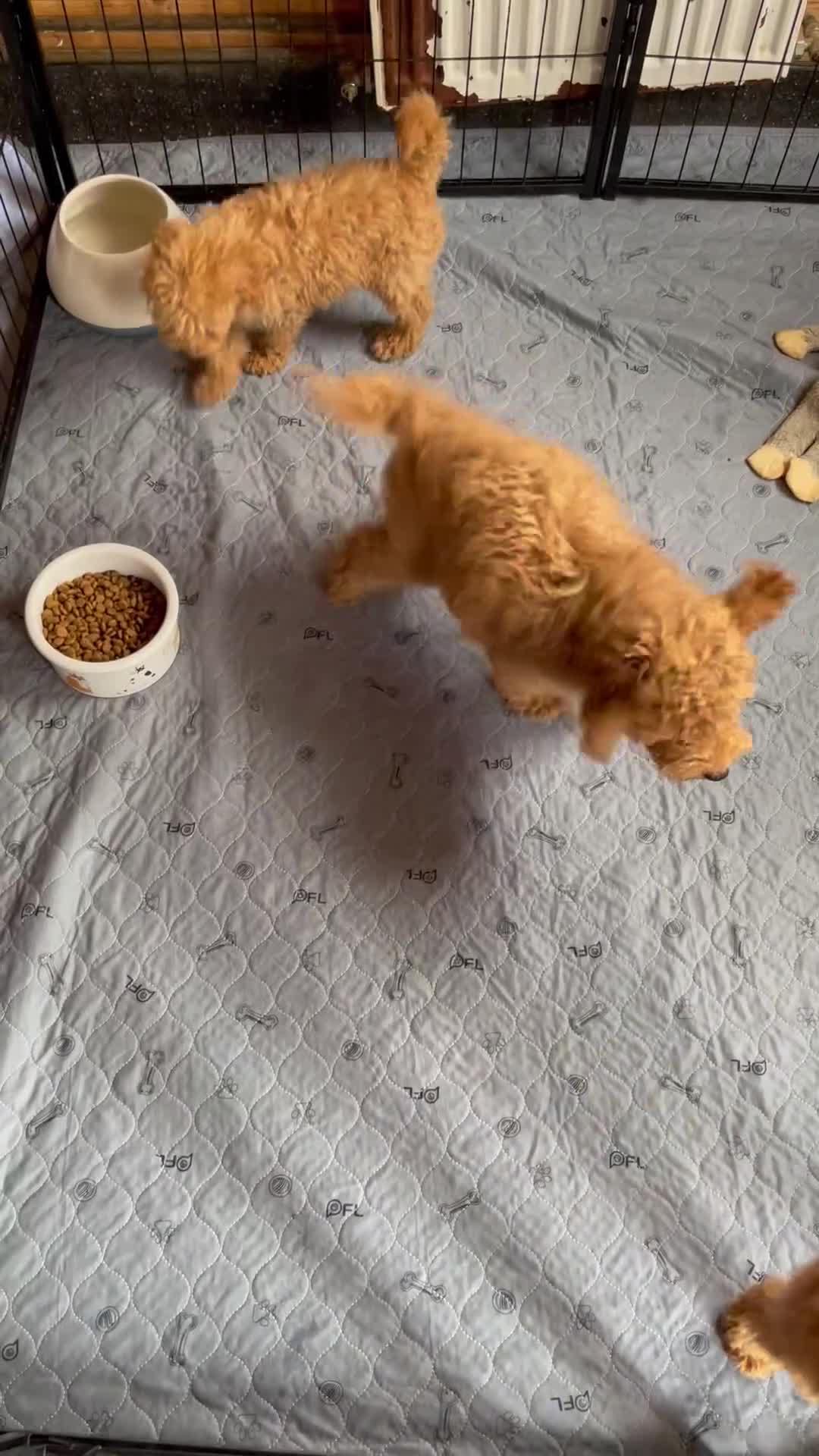 Mixed Breed dogs for sale: Fun little poodle pups - Video 1