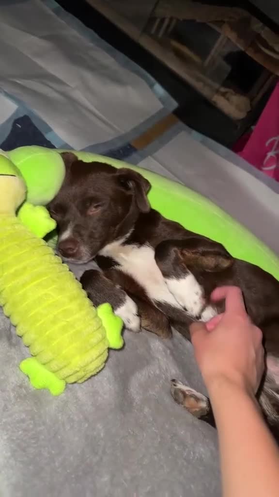 Mixed Breed dogs for adoption: Kit Kat  in Dorchester - Video 2