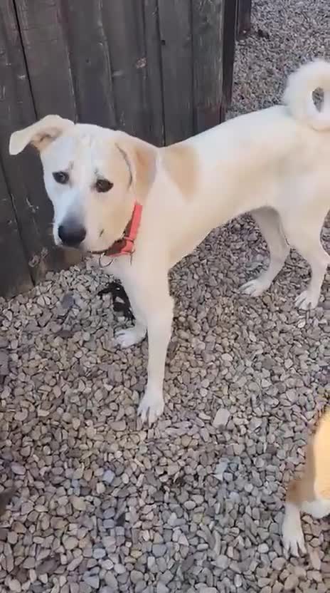 Mixed Breed dogs for adoption: Kaya, 2 years approx. Available for adoption. in Brixham - Video 3