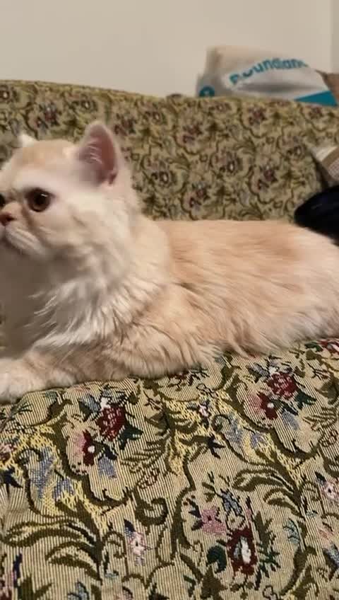 Persian cats for sale: Persian male for sale  - Video 2