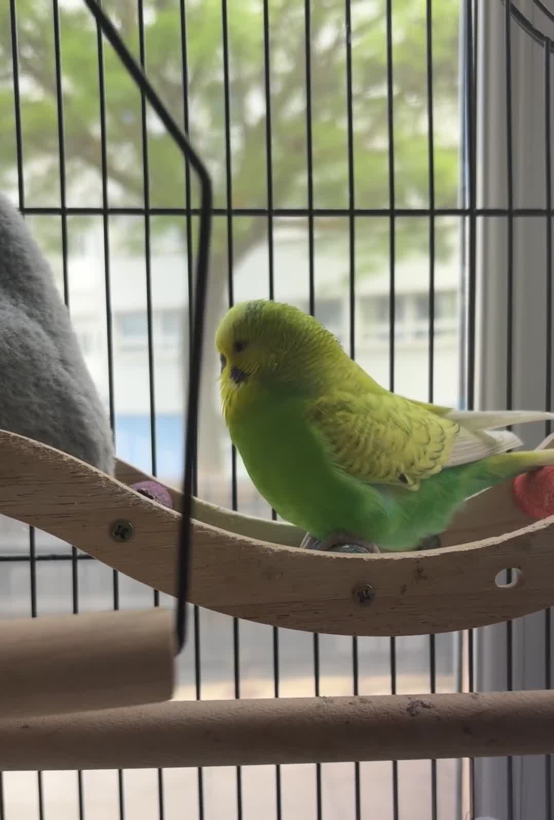Budgerigars birds for sale: Male Budgie for sale with cages, toys & food etc - Video 1
